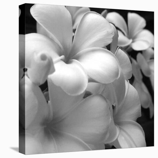 Tropical Bloom I-Tony Koukos-Stretched Canvas