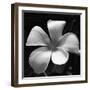 Tropical Bloom II-Tony Koukos-Framed Giclee Print