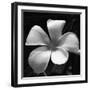 Tropical Bloom II-Tony Koukos-Framed Giclee Print