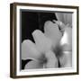 Tropical Bloom III-Tony Koukos-Framed Giclee Print