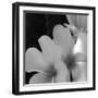 Tropical Bloom III-Tony Koukos-Framed Giclee Print