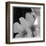 Tropical Bloom III-Tony Koukos-Framed Giclee Print