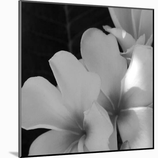 Tropical Bloom III-Tony Koukos-Mounted Giclee Print