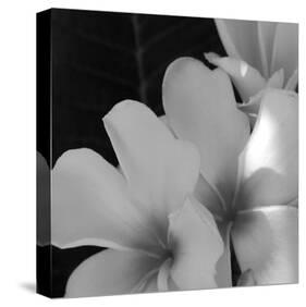 Tropical Bloom III-Tony Koukos-Stretched Canvas