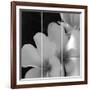 Tropical Bloom Iii-Tony Koukos-Framed Giclee Print