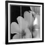 Tropical Bloom Iii-Tony Koukos-Framed Giclee Print