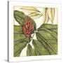 Tropical Blooms and Foliage II-Jennifer Goldberger-Stretched Canvas