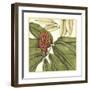 Tropical Blooms and Foliage II-Jennifer Goldberger-Framed Premium Giclee Print