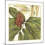 Tropical Blooms and Foliage II-Jennifer Goldberger-Mounted Premium Giclee Print