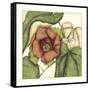 Tropical Blooms and Foliage IV-Jennifer Goldberger-Framed Stretched Canvas