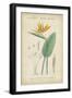 Tropical Botanique I-Vision Studio-Framed Art Print