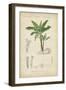 Tropical Botanique III-Vision Studio-Framed Art Print