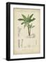 Tropical Botanique III-Vision Studio-Framed Art Print