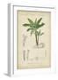 Tropical Botanique III-Vision Studio-Framed Art Print