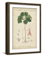 Tropical Botanique V-Vision Studio-Framed Art Print