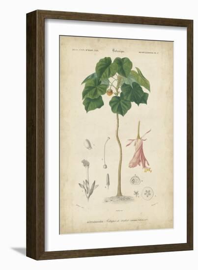 Tropical Botanique V-Vision Studio-Framed Art Print