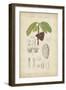 Tropical Botanique VI-Vision Studio-Framed Art Print