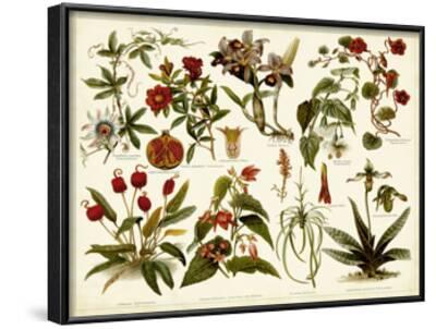 'Tropical Botany Chart II' Posters - Meyers | AllPosters.com