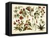 Tropical Botany Chart II-Meyers-Framed Stretched Canvas