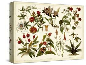 Tropical Botany Chart II-Meyers-Stretched Canvas