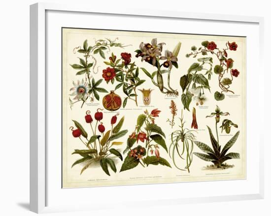 Tropical Botany Chart II-Meyers-Framed Art Print