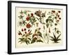 Tropical Botany Chart II-Meyers-Framed Art Print