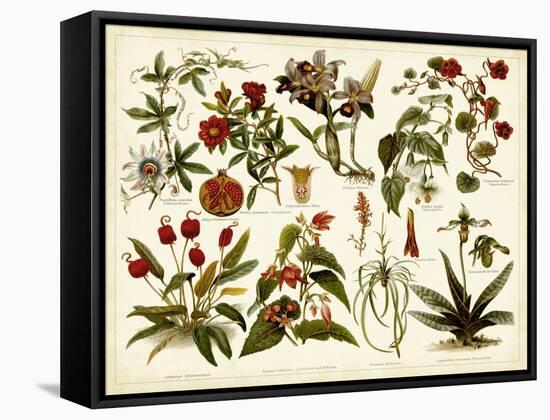 Tropical Botany Chart II-Meyers-Framed Stretched Canvas