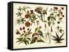 Tropical Botany Chart II-Meyers-Framed Stretched Canvas