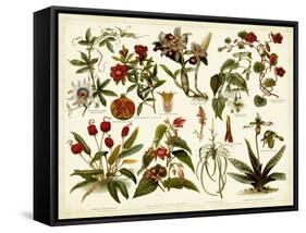 Tropical Botany Chart II-Meyers-Framed Stretched Canvas