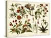 Tropical Botany Chart II-Meyers-Stretched Canvas