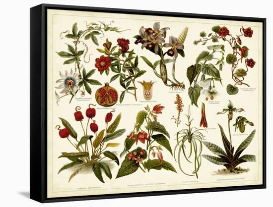 Tropical Botany Chart II-Meyers-Framed Stretched Canvas