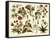 Tropical Botany Chart II-Meyers-Framed Stretched Canvas