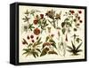 Tropical Botany Chart II-Meyers-Framed Stretched Canvas