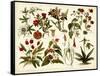 Tropical Botany Chart II-Meyers-Framed Stretched Canvas