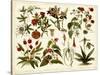 Tropical Botany Chart II-Meyers-Stretched Canvas