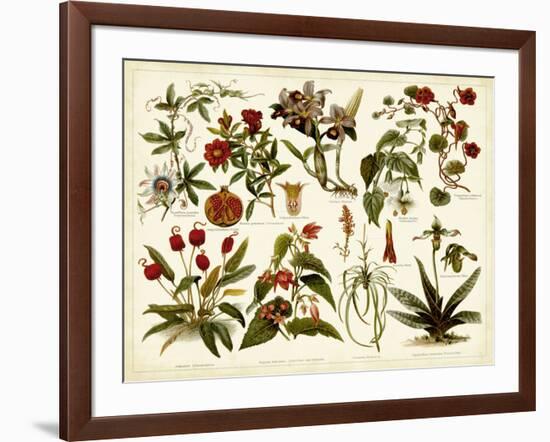 Tropical Botany Chart II-Meyers-Framed Art Print