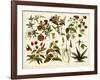 Tropical Botany Chart II-Meyers-Framed Art Print