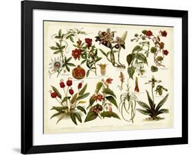 Tropical Botany Chart II-Meyers-Framed Art Print