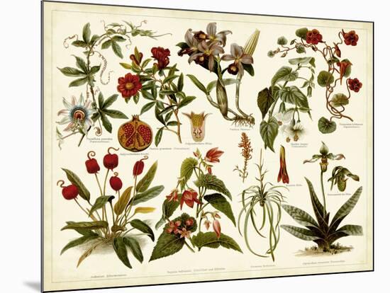 Tropical Botany Chart II-Meyers-Mounted Art Print