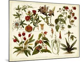 Tropical Botany Chart II-Meyers-Mounted Art Print