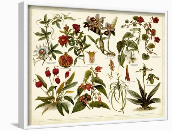 Tropical Botany Chart II-Meyers-Framed Art Print