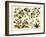 Tropical Botany Chart II-Meyers-Framed Art Print