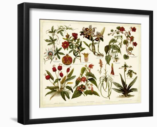 Tropical Botany Chart II-Meyers-Framed Art Print