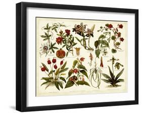 Tropical Botany Chart II-Meyers-Framed Art Print