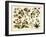 Tropical Botany Chart II-Meyers-Framed Art Print