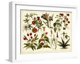 Tropical Botany Chart II-Meyers-Framed Art Print