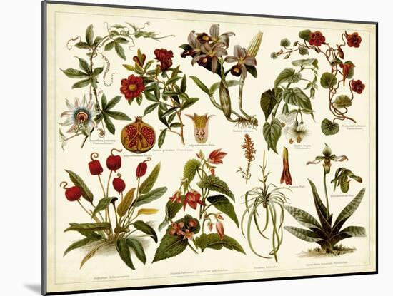 Tropical Botany Chart II-Meyers-Mounted Art Print