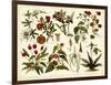 Tropical Botany Chart II-Meyers-Framed Art Print