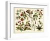 Tropical Botany Chart II-Meyers-Framed Art Print