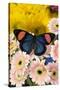 Tropical Butterfly Batesia hypochlora the Painted Beauty on pink Gerber Daisies-Darrell Gulin-Stretched Canvas